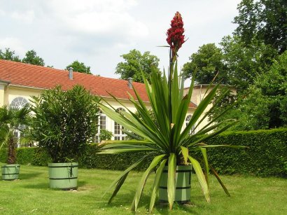 im Garten vor der Orangerie